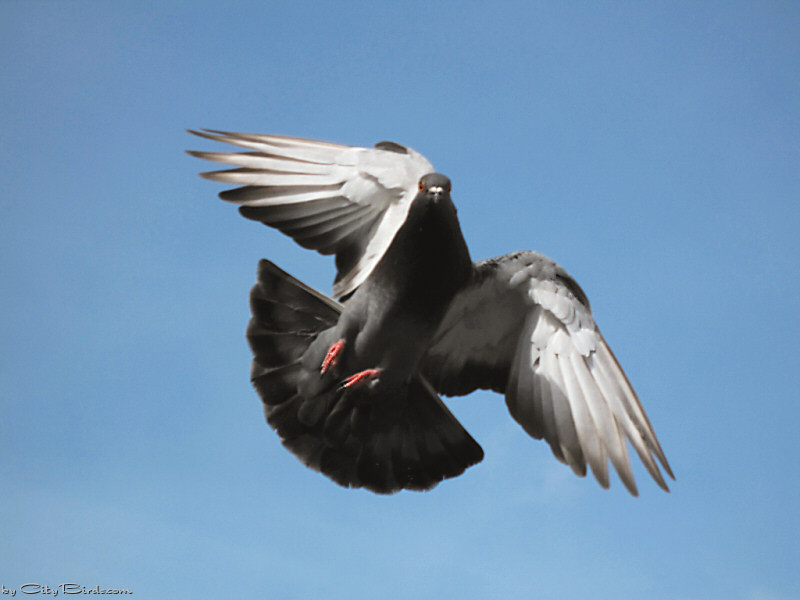 Bird Being Shot