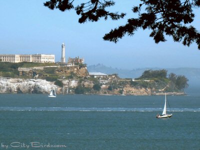 Alcatraz Island as Seen from Fort Mason, San Francisco