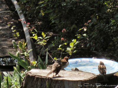 White-crowned Sparrows On Their Way to the Watering Hole at Ft. Mason Public Garden, San Francisco