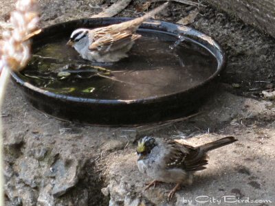 White-crowned Sparrows Bathing at Ft. Mason Public Garden, San Francisco