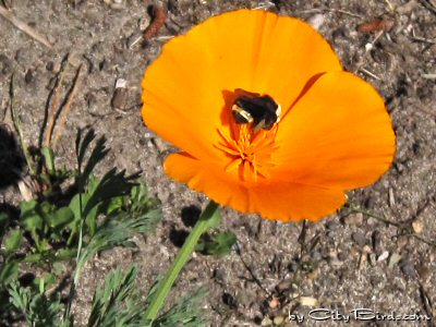 Bees Were Busy Bouncing from Flower to Flower at the Fort Mason Public Garden