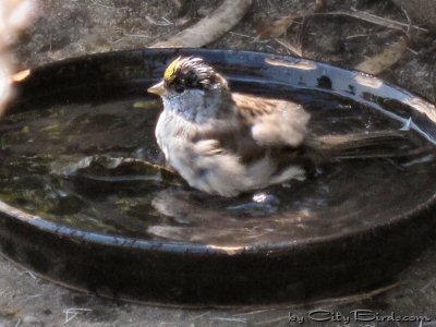 A White-crowned Sparrow Refreshed after Bathing at Ft. Mason Public Garden, San Francisco