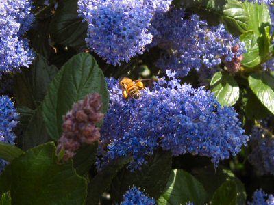 Hornets Enjoying the Bounty Provided by Flowering Bushes at the Fort Mason Public Garden