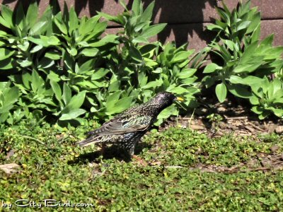 A Starling Foraging at Ft. Mason Public Garden, San Francisco