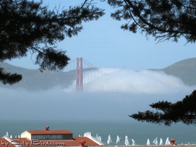 In this View from Fort Mason, San Francisco, the Day Was Fine, but the Fog Would Soon Return