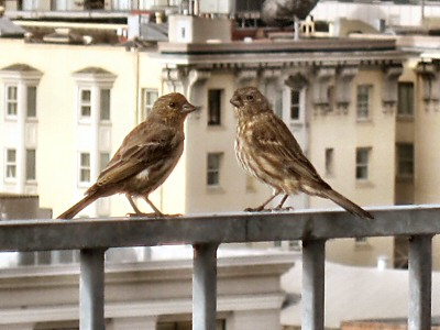 A Pair of San Francisco House Finches Living in the Heart of the City