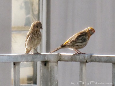 An Orange Male and Juvenile House Finches Living in the Heart of San Francisco