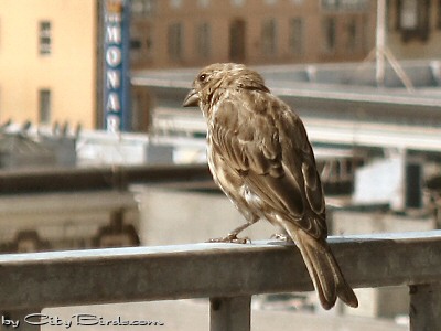 A Female House Finch Relaxing in the Heart of San Francisco