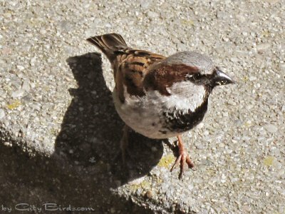 A House Sparrow at Huntington Square Park, San Francisco on Palm Sunday Morning 2010