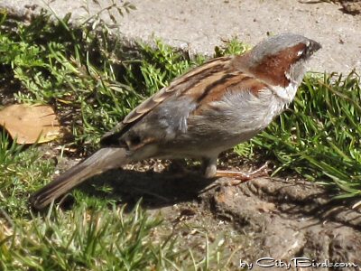 A House Sparrow Foraging at Huntington Park, San Francisco
