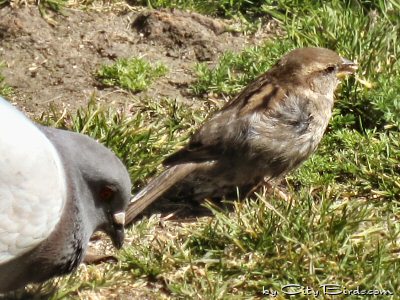 A Pigeon and House Sparrow Foraging Together At Huntington Park, San Francisco