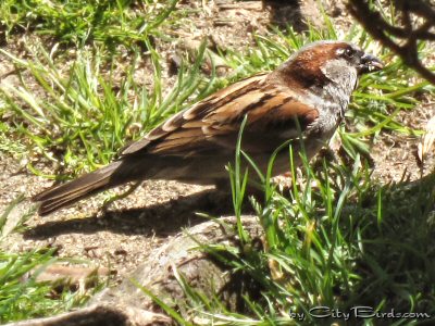A House Sparrow Foraging at Huntington Park, San Francisco