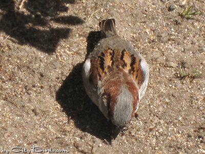 A House Sparrow Prepares to Take a Sand Bath at Huntington Park, San Francisco