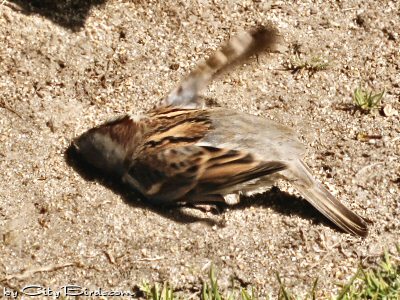 A House Sparrow Taking a Sand Bath at Huntington Park, San Francisco