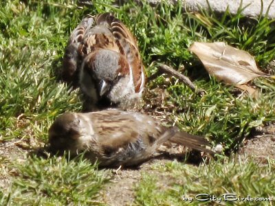 A House Sparrow Watches His Mate Taking a Sand Bath at Huntington Park, San Francisco