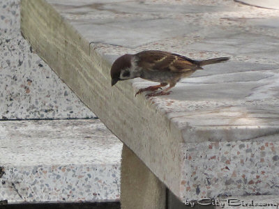 A Bangkok Sparrow Exploring the Concrete Jungle