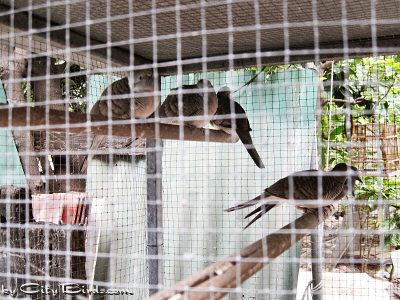 Caged Doves in Bangkok, Thailand