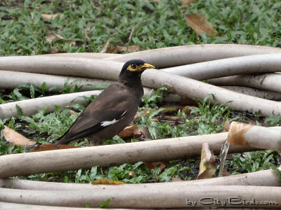 A Common Myna Nearing a Source of Water