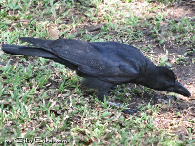 Crouching, a Jungle Crow Spots a Water Monitor Heading Toward Them