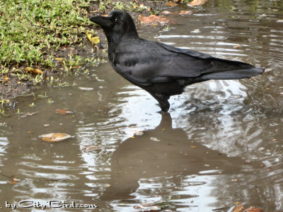 A Jungle Crow Cooling Off During a Hot Bangkok Day