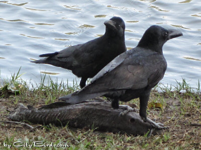 A Pair of Jungle Crows Find a Beached Fish