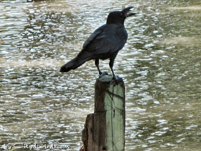 A Bangkok Jungle Crow Cawing