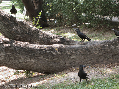 Jungle Crows Hanging Out in a Bangkok Park