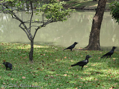Jungle Crows Foraging in a Bangkok Park