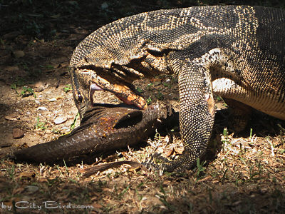The Water Monitor Realized Downing the Fish Would Not Be Easy