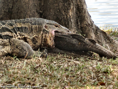 The Water Monitor Seems Ready to Swallow the Fish