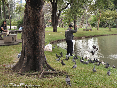 Man feeding birds and fish in Bangkok