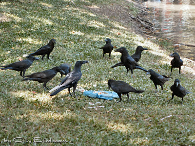 Food offering to Bangkok Jungle Crows