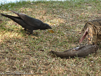 The Water Monitor Takes Control of the Dried-up Fish