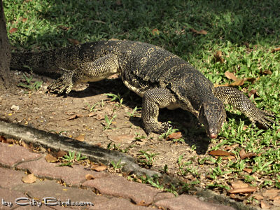 The Water Monitor Lizard Heading to the Dried-up Fish