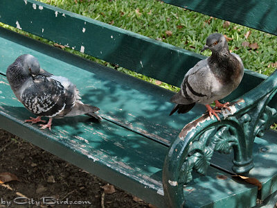 Two Bangkok Pigeons Enjoying a Day at the Park