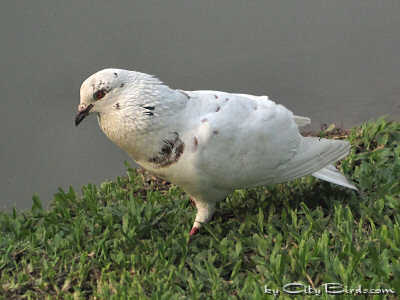 A White Bangkok Pigeon at the Water's Edge