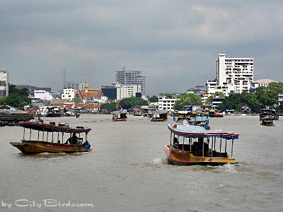 A City View of Bangkok from the Chao Phraya River