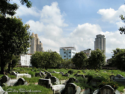Bangkok Skyscrapers Ring an Old Cemetery in the Foreground