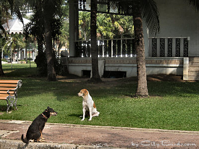 Dogs Trying to Stay Cool During a Hot Bangkok Day