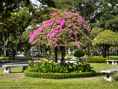A Flowering Tree in a Bangkok Park