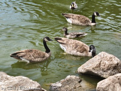 Three Canada Geese and a Mallard Couple at Stow Lake