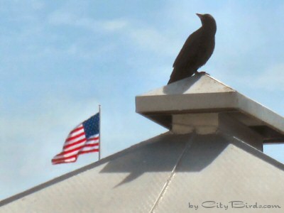 Perched on a Rooftop Cover a Crow Keeps and Eye to the Sky