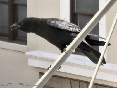 This Crow Has Spotted Something to Get Cawing About