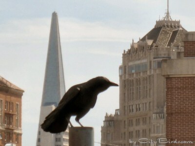 The Crow is Comfortable in the Heart of the City