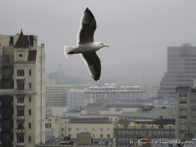 One of Four Glaucous-winged Gulls in Search of Food