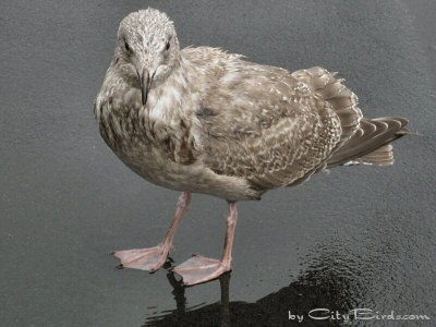 One of two Juvenile Glaucous-winged Gulls