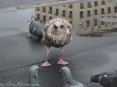 A Glaucous-winged Gull being inspected by Pigeons