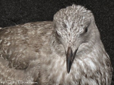 A Young Wet and Resting Glaucous-winged Gull