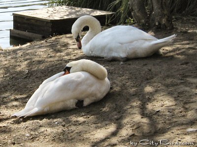 Two Mute Swans, Palace of Fine Arts, San Francisco