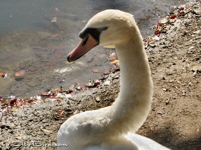 A Mute Swan at the Palace of Fine Arts, San Francisco